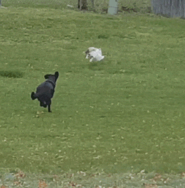 dog chasing cat gif