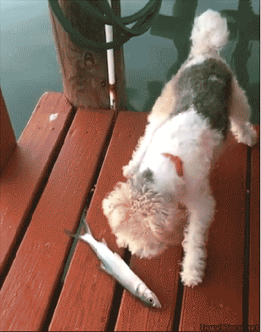 dog afraid of fish falls off dock